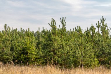 Bir sürü ağacı ve bir kaç çalısı olan bir orman. Ağaçlar yeşil ve gökyüzü bulutlu