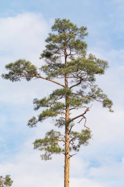 Açık mavi bir gökyüzünde uzun bir çam ağacı duruyor. Ağaç yapraksız, ama gövdesi ağaç kabuğuyla dolu. Gökyüzü çoğunlukla açık, birkaç bulut etrafa saçılmış.