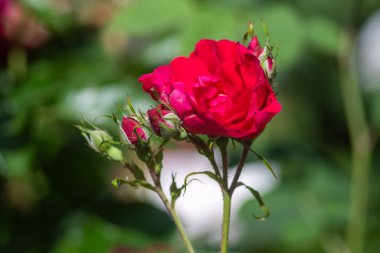 Görüntünün odak noktası kırmızı bir güldür. Gül yeşil yapraklarla çevrili, bu da yemyeşil, canlı bir bahçe izlenimi veriyor.