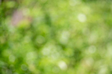 Bulanık yeşil bir arka plan ve birkaç yaprak ve diğer nesneler. Arka plan sisli ve yapraklar canlı yeşil