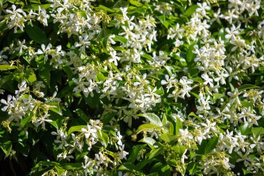 Flowers in nature outdoors. Spring landscape of flowers.