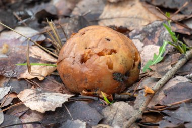 Yerde çürük bir meyve var. Meyve kahverengidir ve deliklidir. Zemin yapraklar ve dallarla kaplı.