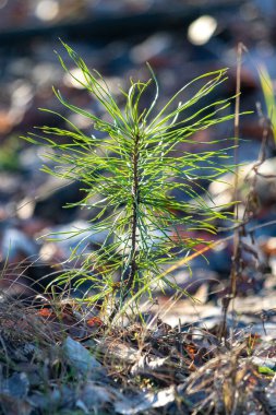 Toprakta küçük bir çam ağacı büyüyor. Ağaç çıplak ve yaprakları yok. İmajın yalnızlık ve yalnızlık havası var.