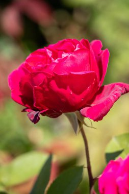 A red rose is the main focus of the image, with its stem and leaves surrounding it. The rose is the center of attention and the rest of the image is focused on it. Concept of beauty and elegance