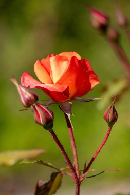 A bright orange flower with yellow centers sits in a green bush. The flower is surrounded by leaves and branches, and it is in full bloom. Concept of warmth and vibrancy