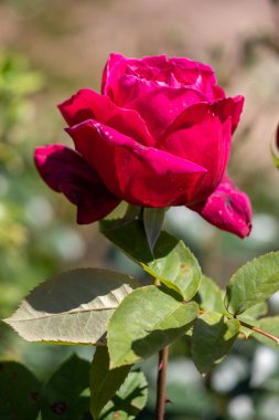 A red rose is the main focus of the image, with its stem and leaves surrounding it. The rose is the center of attention and the rest of the image is focused on it. Concept of beauty and elegance