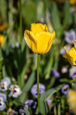 Sarı bir çiçek mavi çiçeklerle dolu bir tarlada duruyor. Çiçek, görüntünün ana odak noktasıdır ve mavi arkaplanda göze çarpar.