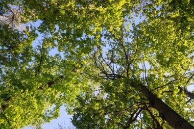 Gökyüzü mavi ve ağaçlar yeşil. Ağaçlar uzun ve yapraklı. Gökyüzü açık ve parlak