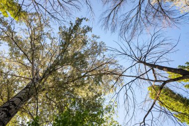 Gökyüzü mavi ve ağaçlar çıplak. Ağaçlar uzun ve gökyüzü berrak