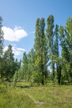 Üzerinde açık mavi gökyüzü olan bir orman. Ağaçlar uzun ve yeşil.