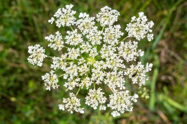 Bir sürü beyaz taç yaprağı olan bir çiçeğin yakın çekimi. Çiçek yeşil çimlerle çevrilidir.