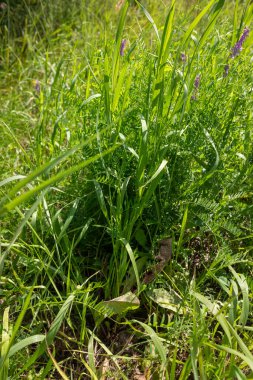 İçinde yabani otlar büyüyen bir ot parçası. Çimler yeşil, otlar kahverengi.