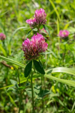 Bir demet pembe çiçek tarlada. Çiçekler tamamen çiçek açmış ve çok güzeller.