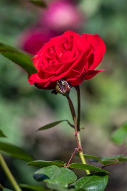 Resmin odak noktası kırmızı bir güldür, yemyeşil bir alanda uzun ve gururlu bir şekilde durur. Gülün canlı rengi çevreleyen yeşillikle güzel bir tezat oluşturuyor.