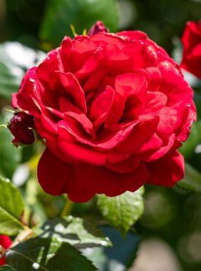 Yeşil yapraklı kırmızı bir gül tamamen çiçek açmış. Çiçek görüntünün ana odak noktasıdır ve güzel ve canlı bir renktir. Gülü çevreleyen yeşil yapraklar biraz kontrastlı.