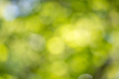 Görüntü bulanık yeşil bir arkaplan ve birkaç yeşil yaprak. Arkaplan yeşille dolu ve yapraklar görüntünün her tarafına saçılmış.