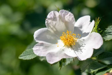 Sarı merkezli beyaz bir çiçek. Çiçek yeşil yapraklarla çevrilidir. Çiçek tamamen çiçek açmış ve görüntünün odak noktasıdır.