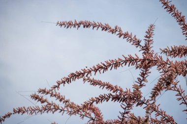 Gökyüzünde pembe yapraklı bir ağaç gösteriliyor. Yapraklar uzun ve ince ve ağaç da çıplak. Gökyüzü mavi ve bulutlu, karamsar ve kasvetli bir görüntü veriyor.