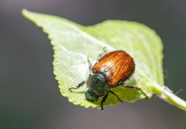Kahverengi bir böcek yaprağın üzerinde oturuyor. Yaprak yeşildir ve birkaç damarı vardır.