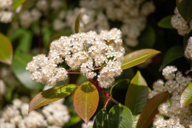 Yeşil yapraklı beyaz çiçek kümesi. Çiçekler açarken yapraklar yemyeşil ve yemyeşil olduğu için görüntü huzurlu ve huzurlu bir ruh haline sahip.