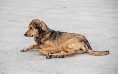 Kahverengi bir köpek yerde yatıyor. Köpek yan yatmış ve kulağında bir etiket var.