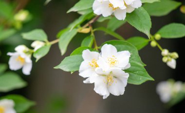 Sarı merkezli bir demet beyaz çiçek. Çiçekler tamamen çiçeklenmiştir ve yeşil yapraklarla çevrilidir. Çiçekler tamamen açtığı için görüntüde huzurlu ve huzurlu bir hava var.
