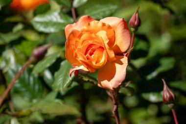 A bright orange flower with yellow centers sits in a green bush. The flower is surrounded by leaves and branches, and it is in full bloom. Concept of warmth and vibrancy