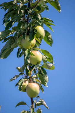 Üzerinde dört elma olan bir ağaç. Elmalar yeşil ve bir dalın üstündeler. Gökyüzü mavi ve berrak