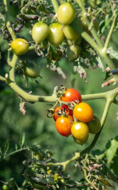 Ağaçtan sarkan olgun domatesler. Domatesler kırmızı ve sarı renktedir. Olgun domatesler toplanmaya ve tadını çıkarmaya hazır olduğu için bolluk ve tazelik kavramı.