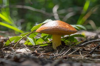 Bir ormanda yerde bir mantar oturuyor. Mantar kahverengidir ve sivri bir üstü vardır. Orman yemyeşil ve yemyeşil, bir sürü yaprak ve dalları var.