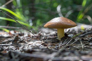 Bir ormanda yerde bir mantar oturuyor. Mantar kahverengi ve sivri uçlu.