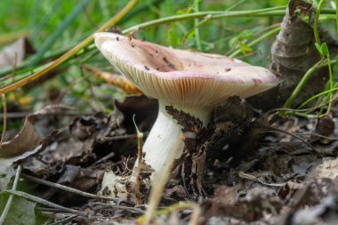 Çimenli bir alanda yerde bir mantar oturuyor. Mantar kahverengi ve beyazdır.