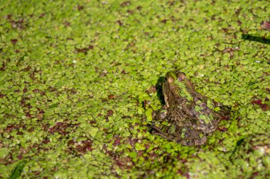 Bir kurbağa yeşil yapraklı bir yüzeyde oturuyor. Kurbağa yeşil bitkilerle çevrilidir ve arka plan da yeşildir.