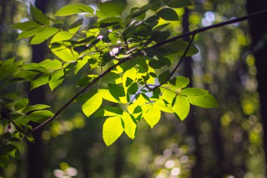 Yapraklı bir ağaç dalı güneş ışığıyla yıkanır. Işık yaprakların arasından parlıyor, güzel ve huzurlu bir atmosfer yaratıyor.
