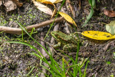 Bir kurbağa çimenli bir alanda yerde oturuyor. Kurbağa yeşil ve dinleniyor.