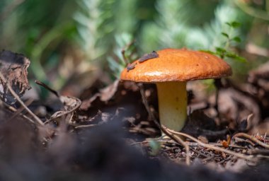 Bir ormanda yerde bir mantar oturuyor. Mantar kahverengi ve sivri uçlu.