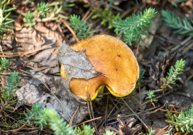 Bir tarlada yerde bir mantar oturuyor. Mantar kahverengidir ve sarı bir şapkası vardır.