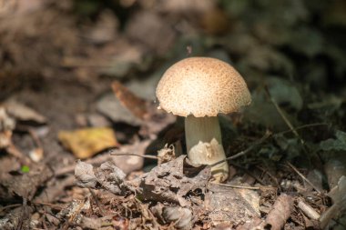 Bir mantar gölgede yerde oturuyor. Mantar bronzdur ve kahverengi bir şapkası vardır.