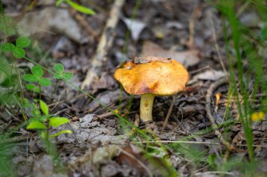 Bir tarlada yerde bir mantar oturuyor. Mantar kahverengidir ve sapı vardır. Tarla çimlerle kaplı ve yerde bazı yapraklar var.