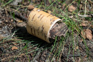 Yerde bir odun parçası yatıyor. Küçük bir tahta parçası, ama yine de fark edilebilir.