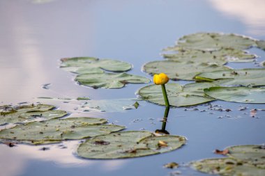 Sarı bir çiçek bir göletin üzerinde yüzüyor. Durgun suyun parlak ve neşeli bir kontrastı olarak göze çarpan çiçekle gölet sakin ve huzurlu.