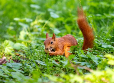 Bir sincap yeşil bir alanda ot yiyor. Sincap doğal ortamdaki yemeğinin tadını çıkarırken sahne huzurlu ve sakin.