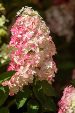 Yeşil yapraklı pembe ve beyaz bir çiçek. Çiçek görüntünün ortasındadır ve diğer çiçeklerle çevrilidir.