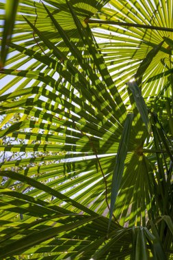 Mavi gökyüzünde palmiye yaprakları.