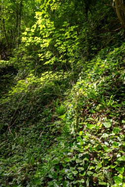 Green leaves against the blue sky under the sun. Summer forest landscape.