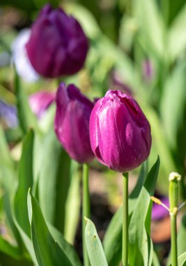 Tulips in the garden in nature in spring.