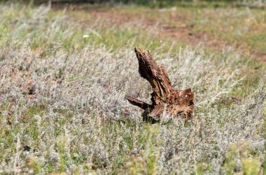 Büyük bir ağaç kütüğü bir çimen tarlasında oturuyor. Kütük kuru otlarla çevrilidir ve daha büyük bir ağacın parçasıdır. Sahne sessiz ve huzurlu.