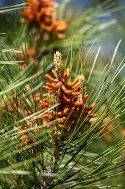 Yeşil yapraklı ve turuncu çiçekli bir ağaç. Çiçekler küçük ve bir araya toplanmış. Ağaç diğer ağaçlarla çevrili ve yemyeşil bir orman oluşturuyor.