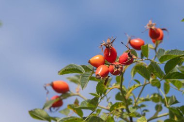 Ağaç dalında bir sürü kırmızı böğürtlen. Meyveler olgunlaştı ve toplanmaya hazır. Gökyüzü berrak ve mavidir. Huzurlu ve huzurlu bir atmosfer yaratır.