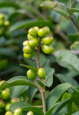 Bir bitki üzerinde yeşil böğürtlen kümesi büyüyor. Böğürtlenler küçük ve yeşildir ve sıkı bir grup halinde dizilmişlerdir. Bitki hayat dolu ve o sağlıklı, bol yapraklı.